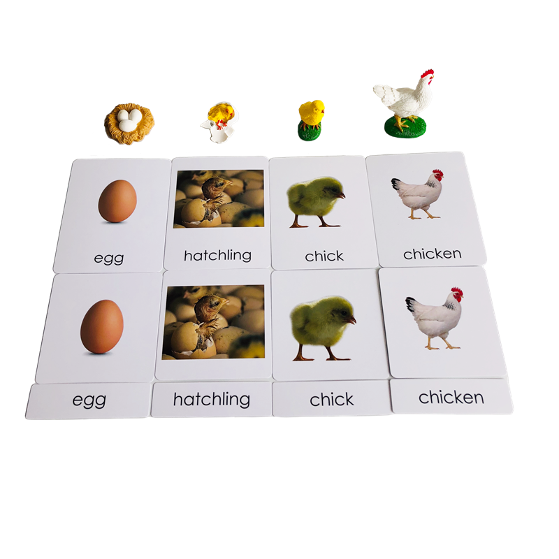 Tarjetas y modelos de animales - Kids Education Card reseña y precio